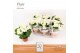 Begonia elatior hl. clara DolcAmore® Flair 