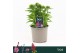 Dianthus barbarini mix barbatus Dianthus Barbatus, Dart Mix 1 pp 