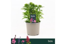 Dianthus barbarini mix barbatus Dianthus Barbatus, Dart Mix 1 pp