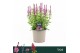 Salvia nemorosa sensation deep rose Salvia Nemorosa, Sensation Compact 