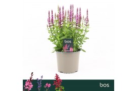 Salvia nemorosa sensation deep rose Salvia Nemorosa, Sensation Compact