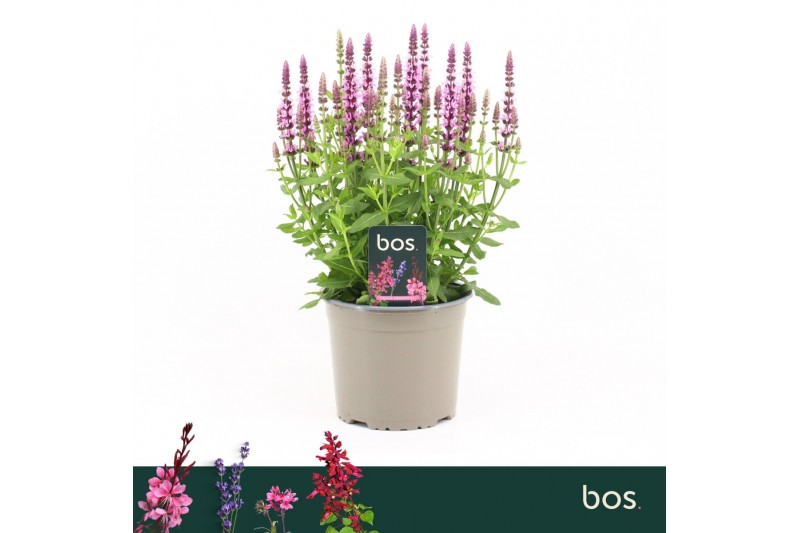 Salvia nemorosa sensation deep rose Salvia Nemorosa, Sensation Compact Salvia nemorosa sensation deep rose Salvia Nemorosa, Sensation Compact