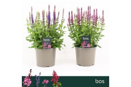 Salvia nemorosa overig Salvia Nemorosa, Sensation Mix