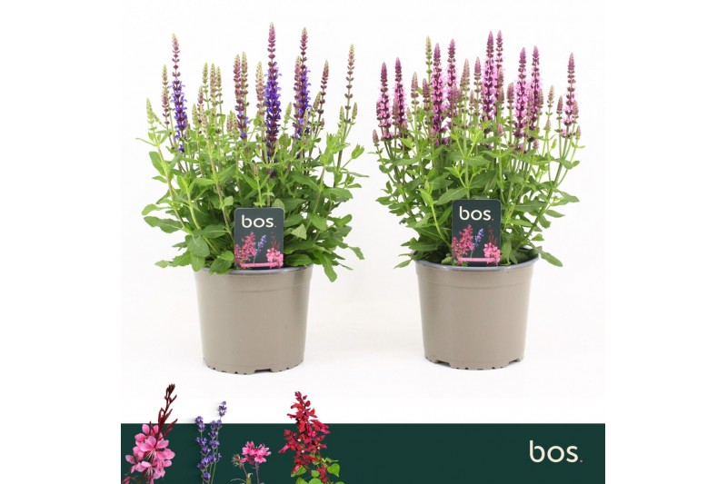 Salvia nemorosa overig Salvia Nemorosa, Sensation Mix Salvia nemorosa overig Salvia Nemorosa, Sensation Mix