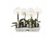 Phalaenopsis wit One P9 A2 Wit 1 spike 1 bl. 1 tak/plnt 350 gram 