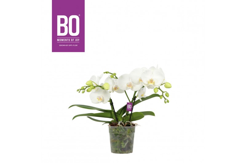 Phalaenopsis wit BO - Shorty Prosecco - 2 tak, 14+ bloem Phalaenopsis wit BO - Shorty Prosecco - 2 tak, 14+ bloem
