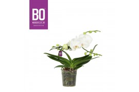 Phalaenopsis wit BO - Infinity White - 1 tak, 9+ bloem