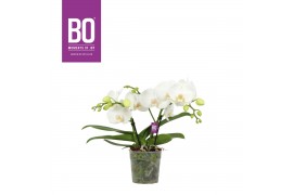 Phalaenopsis wit BO - Shorty White - 2 tak, 14+ bloem