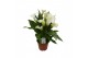 Zantedeschia Wit 