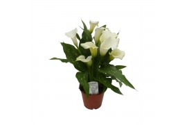 Zantedeschia Wit