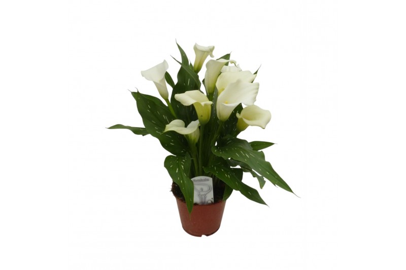 Zantedeschia Wit 