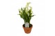 Zantedeschia siberia Terracotta pot 