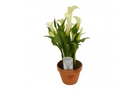 Zantedeschia siberia Terracotta pot