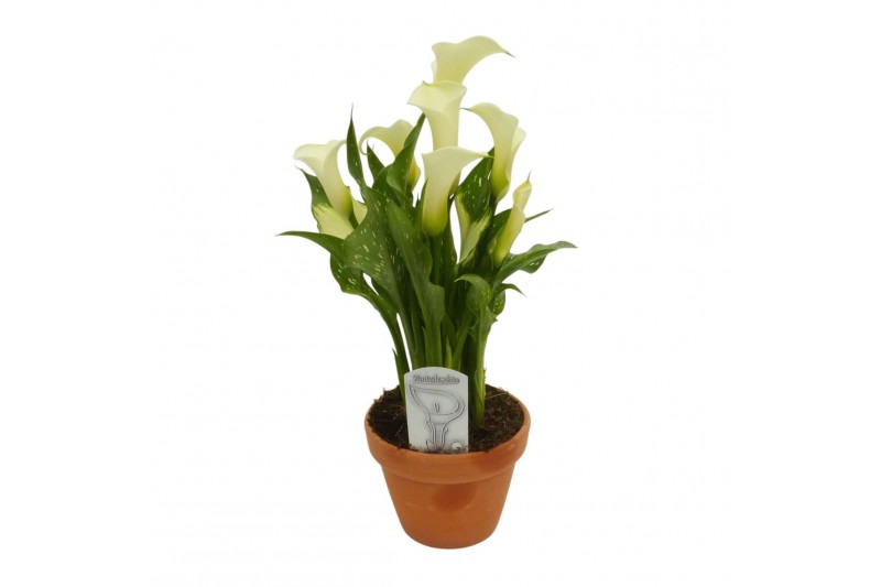 Zantedeschia siberia Terracotta pot 