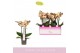 Phalaenopsis geel 3 tak mymonro glamour 