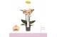 Phalaenopsis geel 3 tak mymonro glamour 