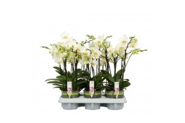 Phalaenopsis multiflora wit Flora P12 A2 White 2+ spike 30 bl. 2 tak/p