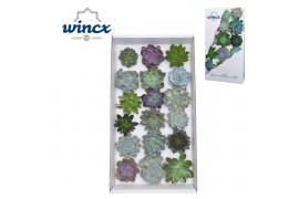 Echeveria snij Echeveria Mix (wincx) Cutfl (18spc.) 999