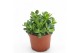 Crassula ovata minor 