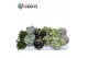 Succulenten Sierras® - Valencia Mix 