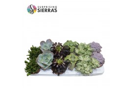 Succulenten Sierras® - Valencia Mix