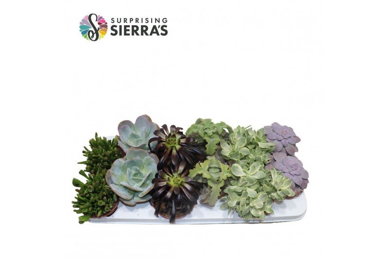 Succulenten Sierras® - Valencia Mix 