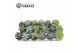 Succulenten Sierras® - Malaga Mix 