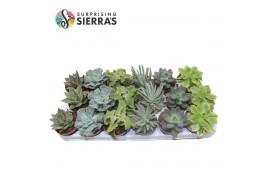 Succulenten Sierras® - Malaga Mix