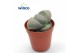 Lithops hookeri Pleiospilos Nelii 