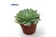 Aeonium Aeonium Tabiliformis Variegata 1 pp 