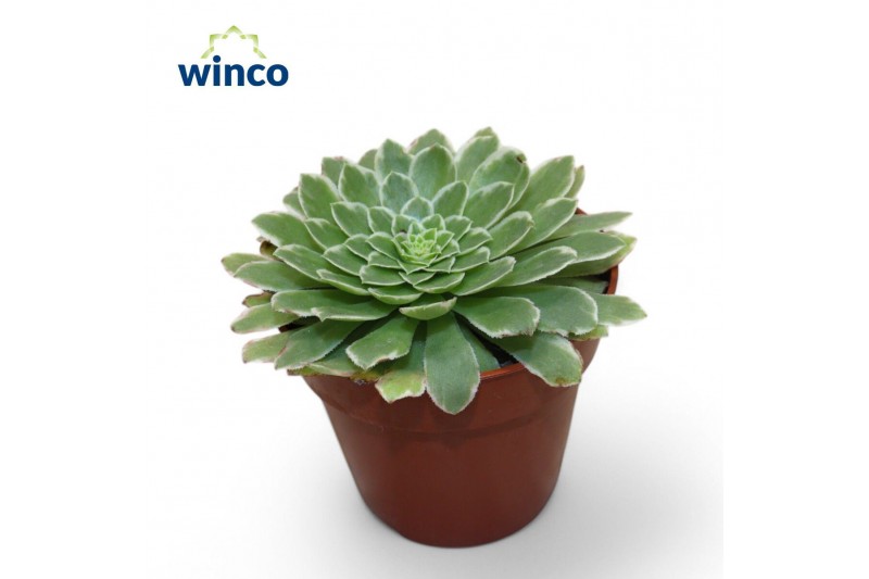 Aeonium Aeonium Tabiliformis Variegata 1 pp Aeonium Aeonium Tabiliformis Variegata 1 pp