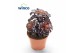 Aeonium Aeonium Schwartzkopf Bonsai 1 pp 