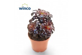 Aeonium Aeonium Schwartzkopf Bonsai 1 pp