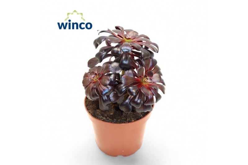 Aeonium Aeonium Schwartzkopf Bonsai 1 pp 