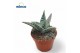 Aloe variegata 