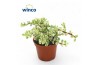 Portulacaria afra variagata