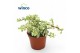 Portulacaria afra variagata 