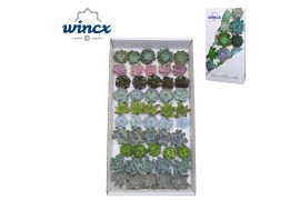 Echeveria snij Mix (wincx) Cutfl (10spc.) 999