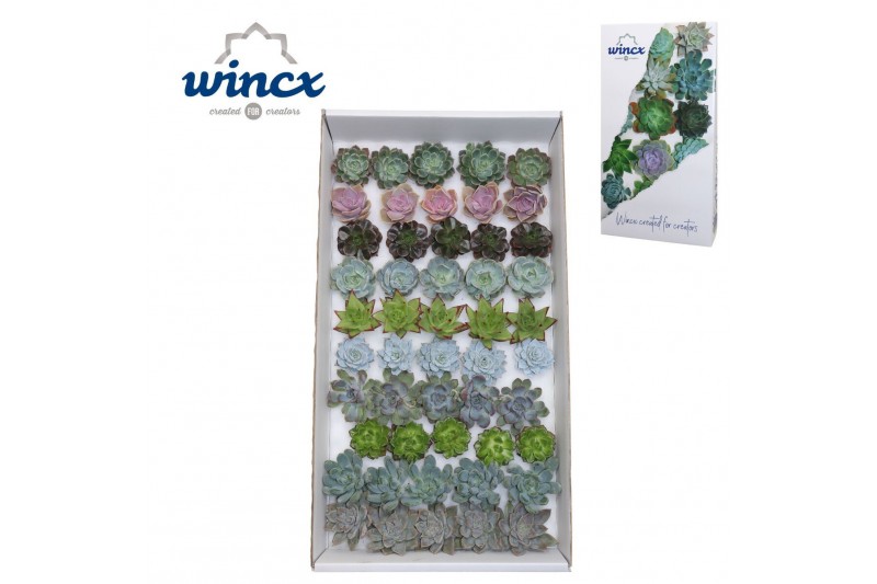 Echeveria snij Mix (wincx) Cutfl (10spc.) 999 