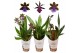 Zygopetalum louisendorf mix 1 tak 4+ 