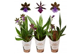 Zygopetalum louisendorf mix 1 tak 4+