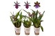Zygopetalum louisendorf mix 1 tak 5+ 