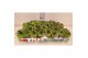 Sempervivum mix Boekarest 