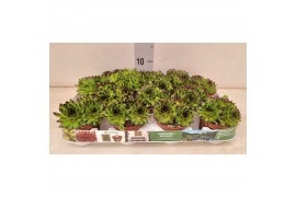 Sempervivum mix Boekarest