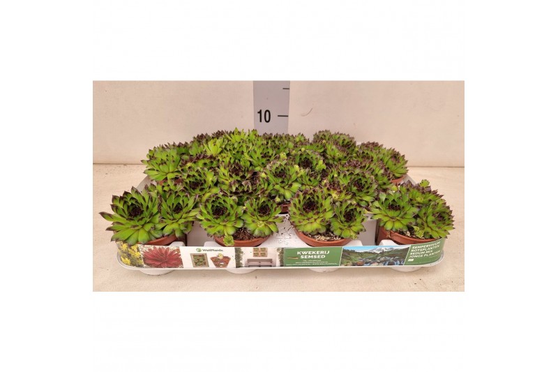 Sempervivum mix Boekarest 