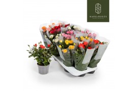 Rosa kordana mix