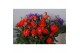 Rosa calibra kordana oranje 