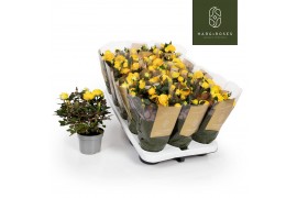 Rosa sunstar kordana grande geel oranje
