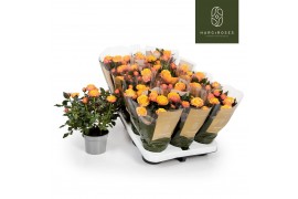 Rosa kordana grande firebird donker zalm