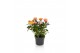 Rosa kordana grande firebird donker zalm 